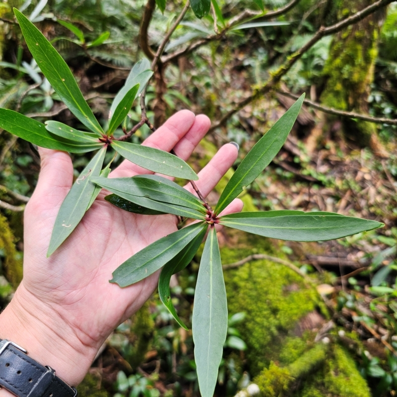 Tasmannia stipitata