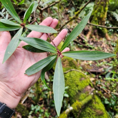 Tasmannia stipitata