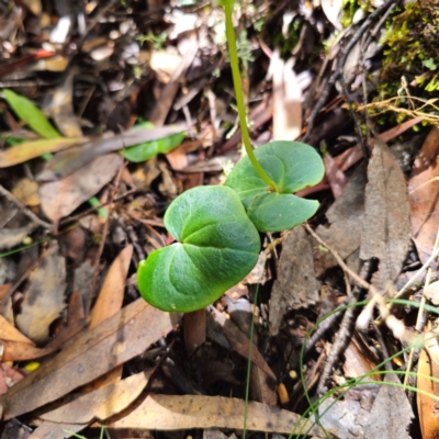 Acianthus cuneatus