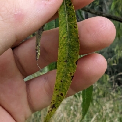 Melampsora sp, (genus)