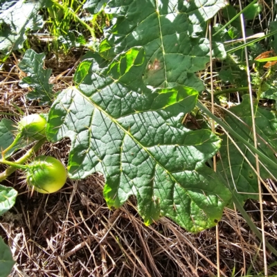 Solanum campanulatum