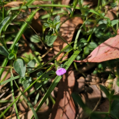 Rostellularia adscendens