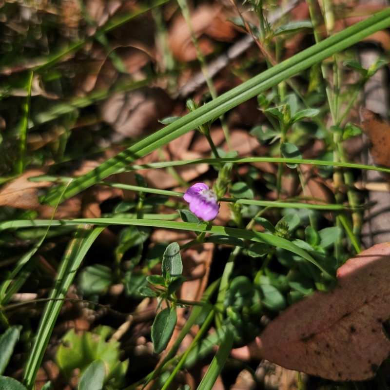 Rostellularia adscendens