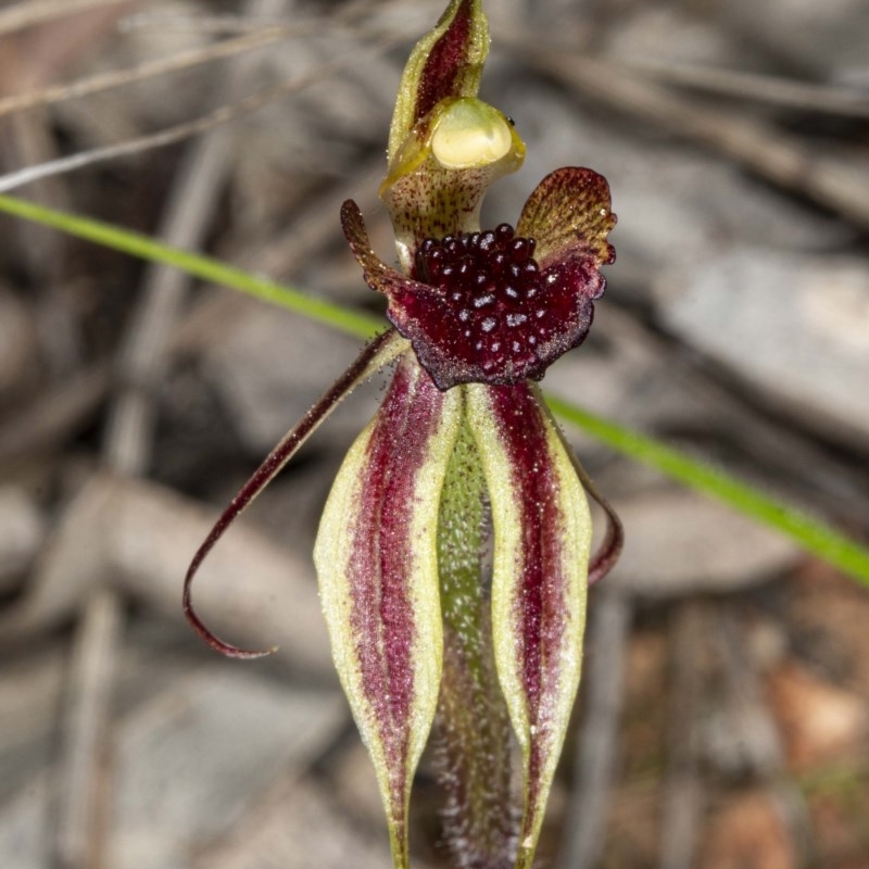 Caladenia actensis