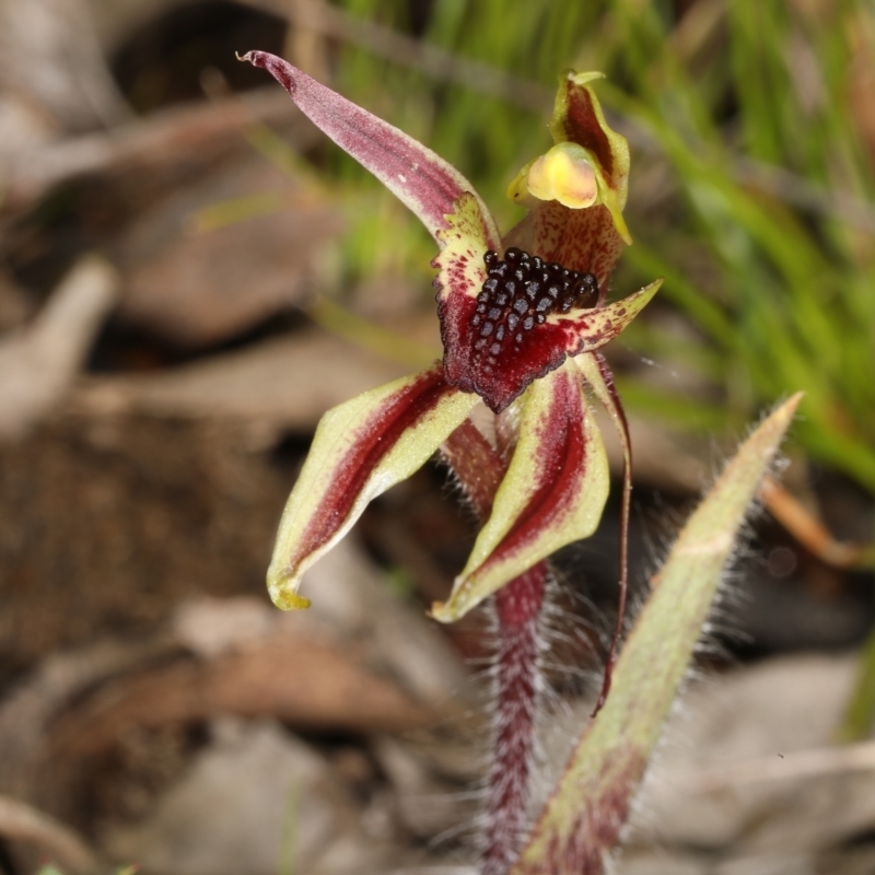 Caladenia actensis