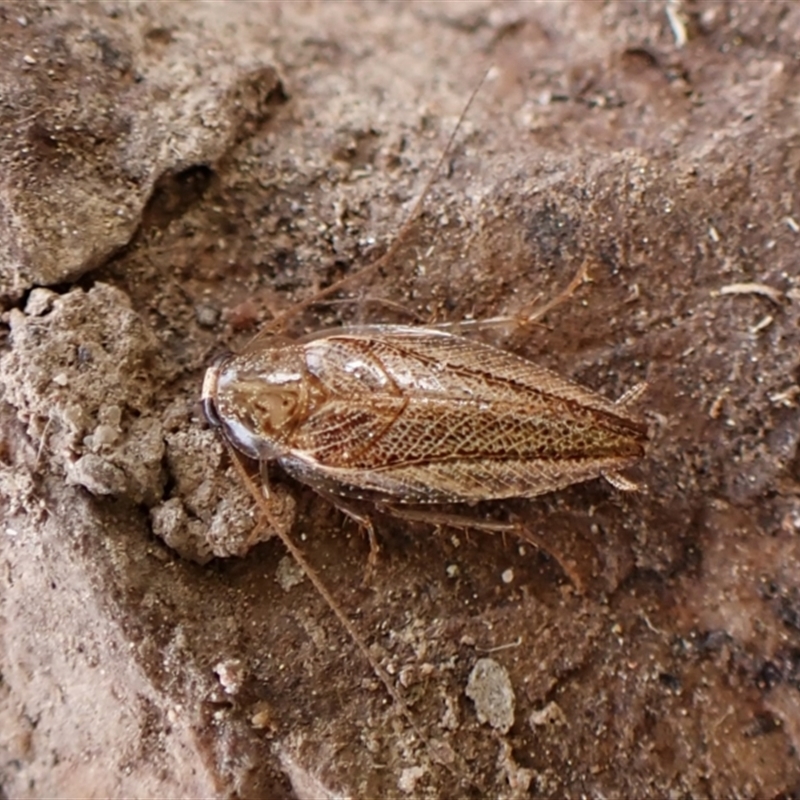 Ectoneura pallidula