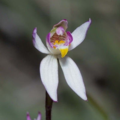 Caladenia alata