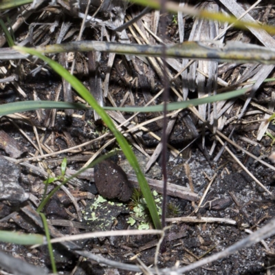 Caladenia alata