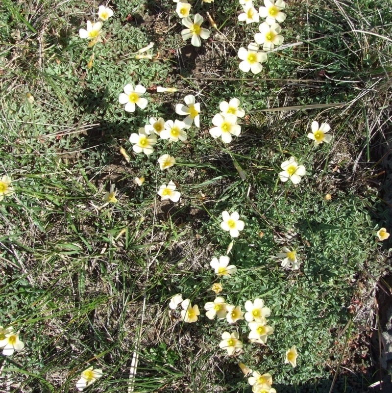 Oxalis flava