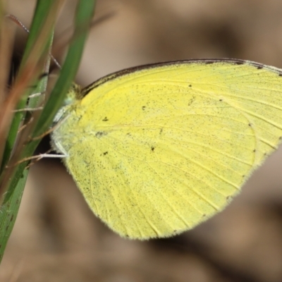 Eurema brigitta