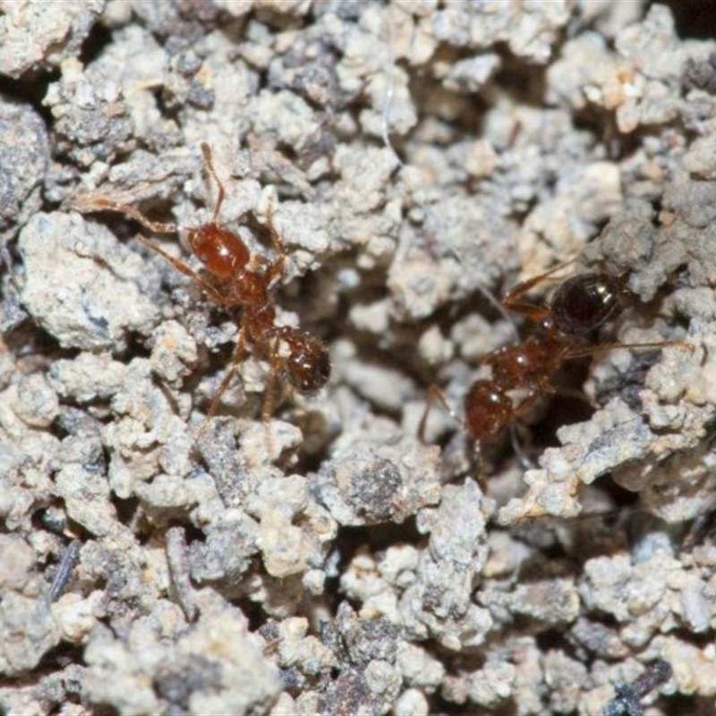 Solenopsis invicta