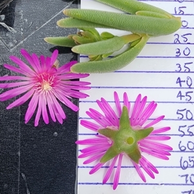 Lampranthus multiradiatus