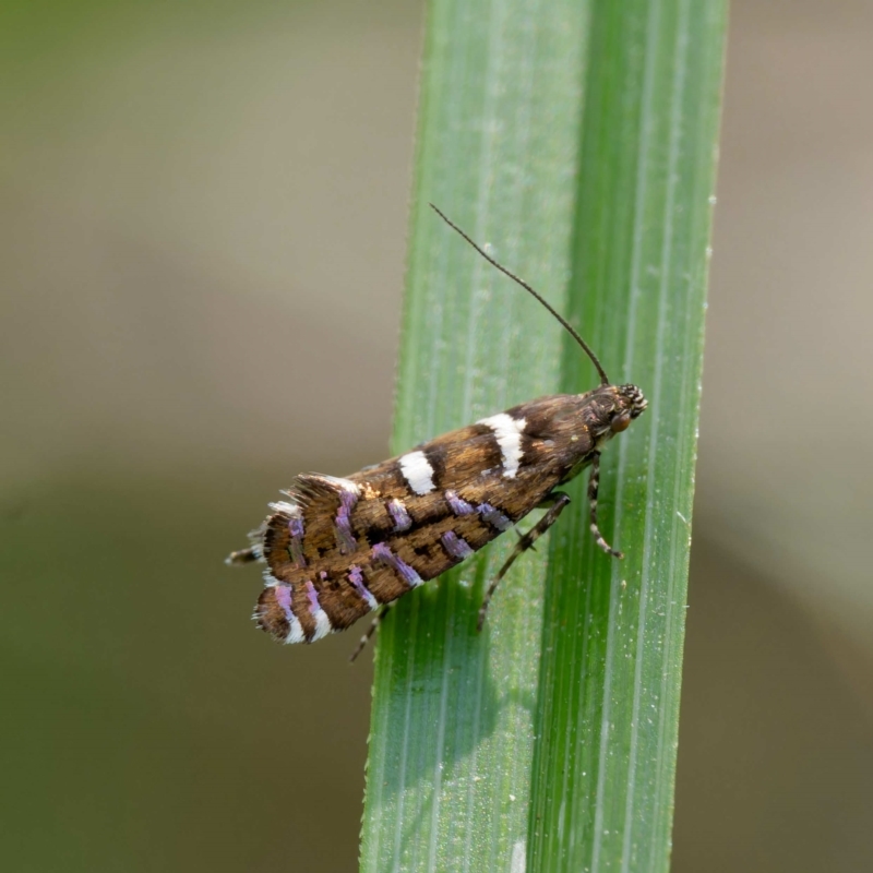 Glyphipterix amblycerella