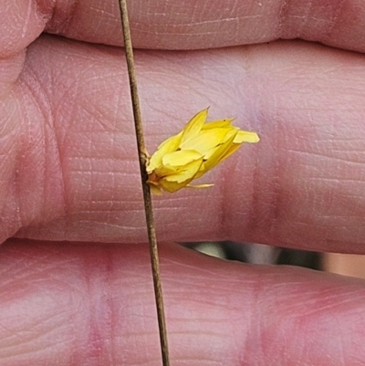 Heliocosma (genus - immature)