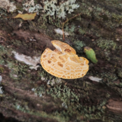 Fomitopsis maculatissima