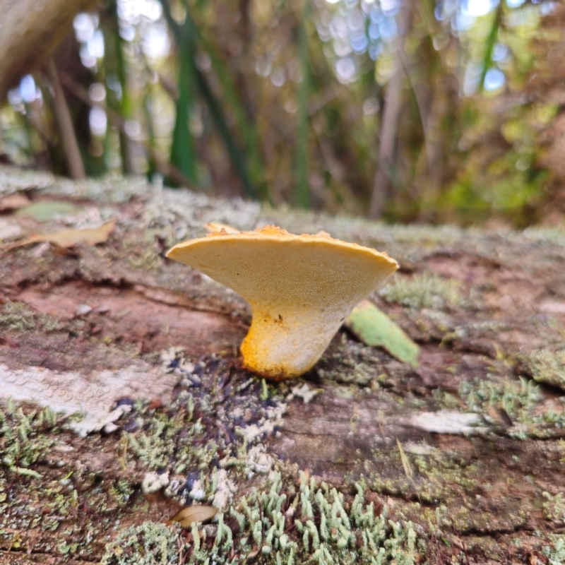 Fomitopsis maculatissima