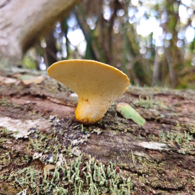 Fomitopsis maculatissima