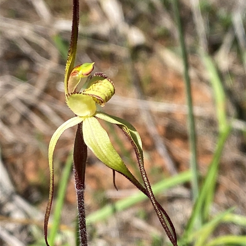 Caladenia arenaria