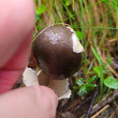 Amanita ‘serrate gills’