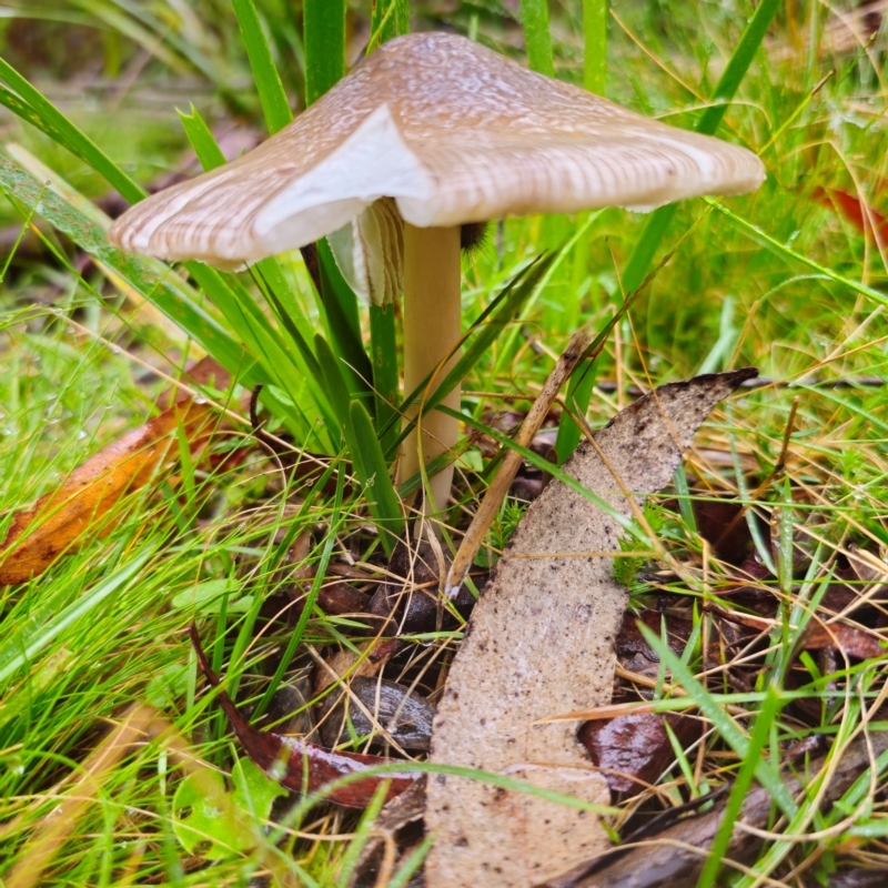 Amanita 'serrate gills'