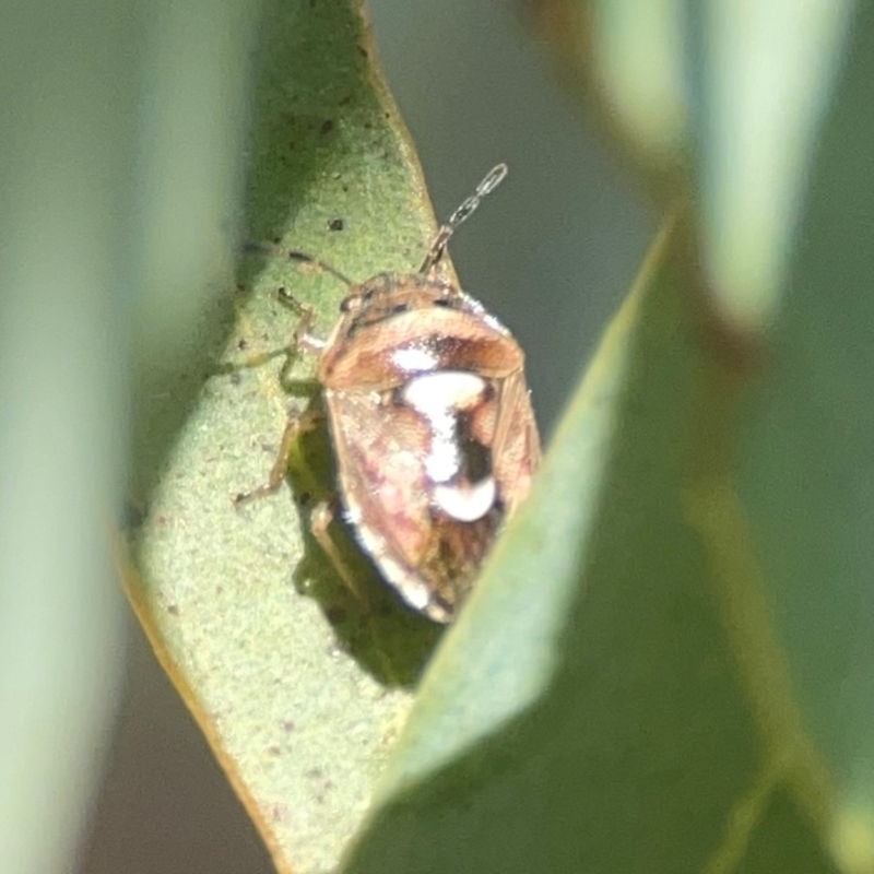 Menida plebeia