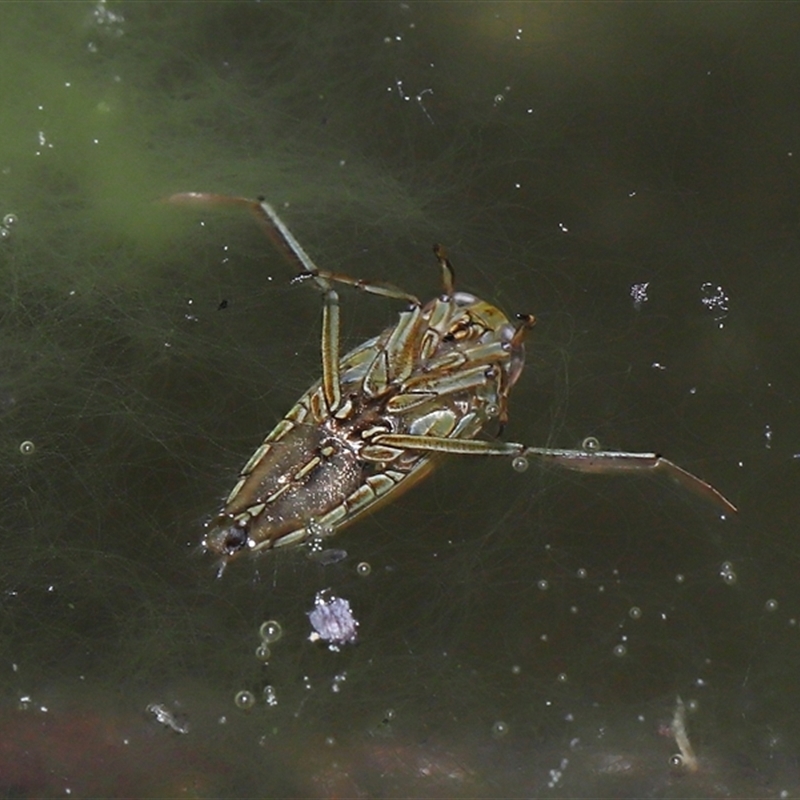 Enithares sp. (genus)