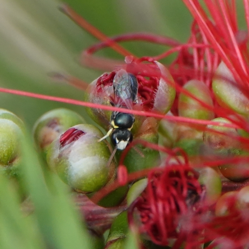 Hylaeus (Gnathoprosopis) chromaticus