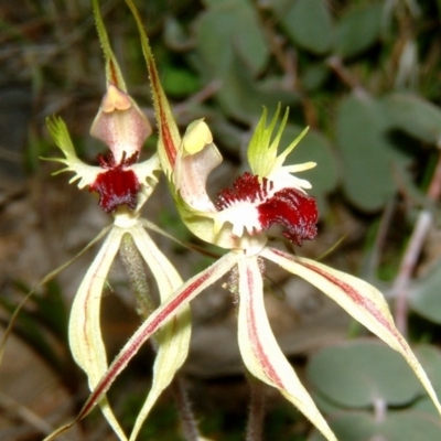 Caladenia atrovespa