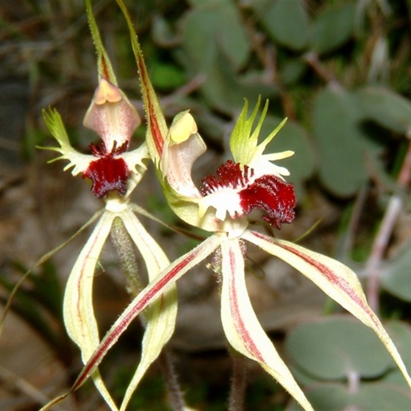 Caladenia atrovespa