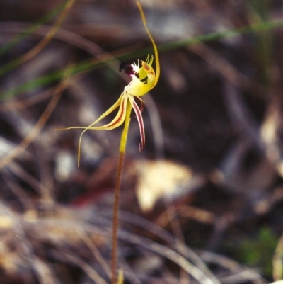 Caladenia atrovespa