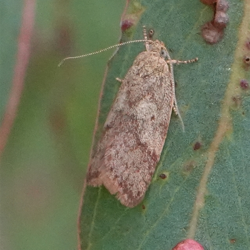 Oligoloba severa