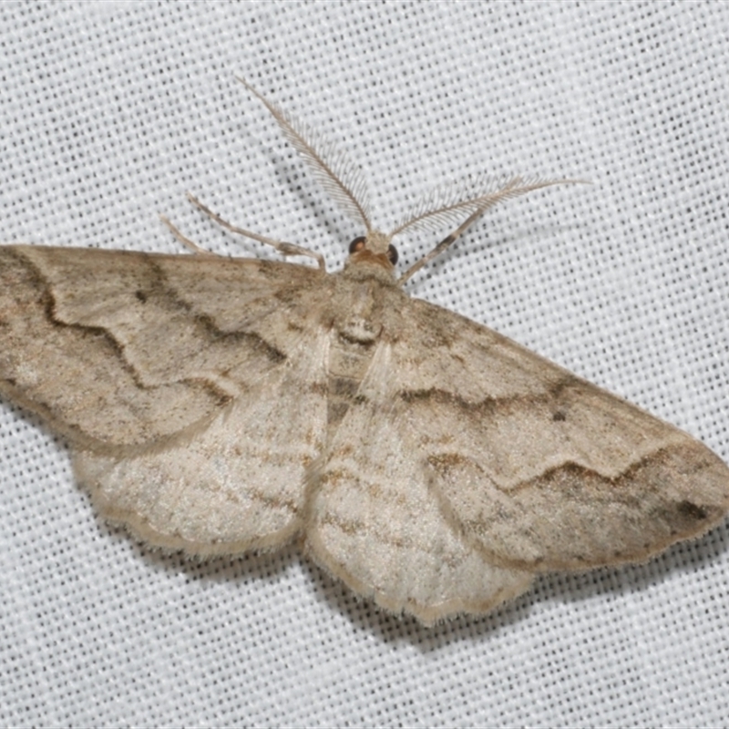 Syneora fractata