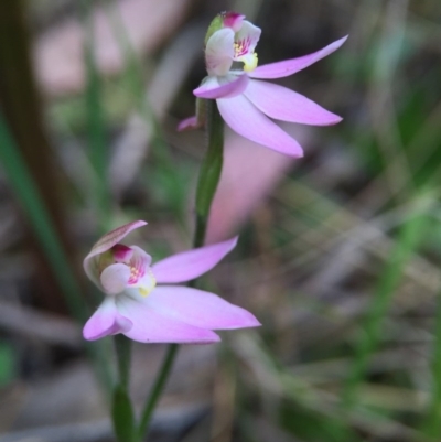 Caladenia carnea