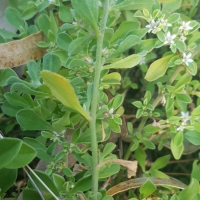 Galenia pubescens