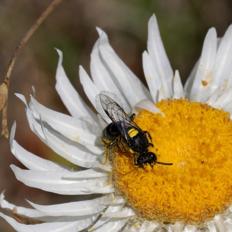 Hylaeus (Prosopisteron) quadratus