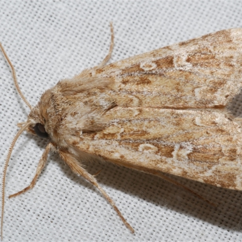 Ectopatria xerampelina