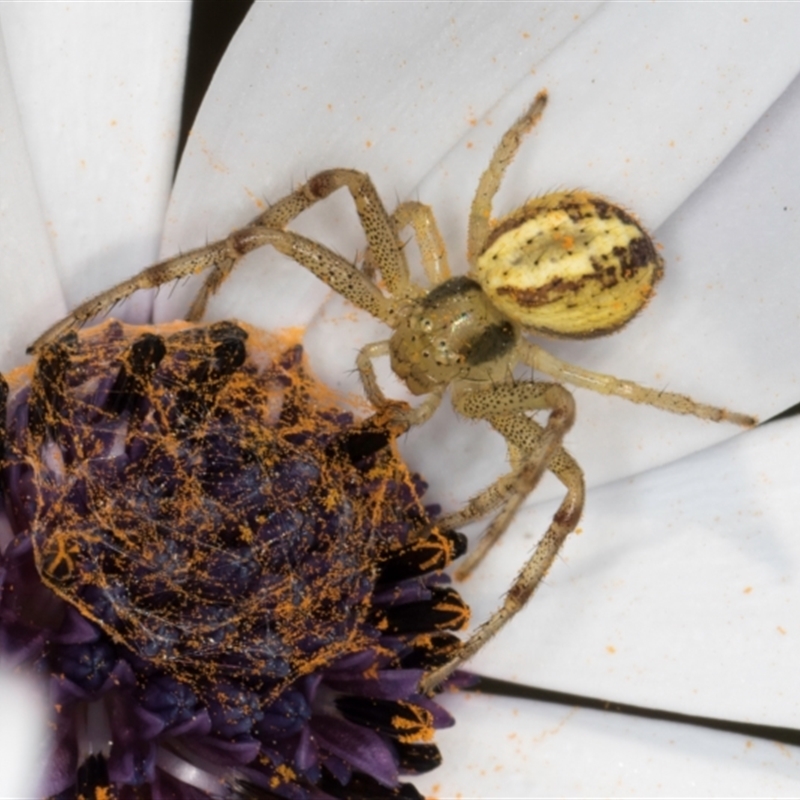 Australomisidia cruentata