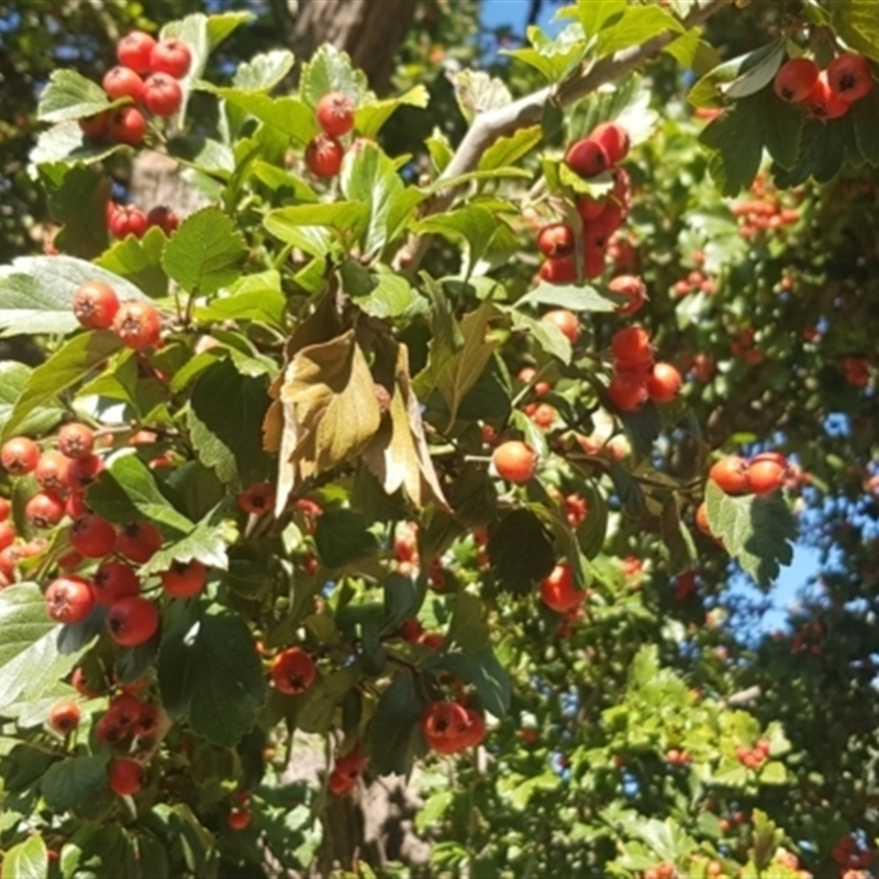 Crataegus 'Smithiana'