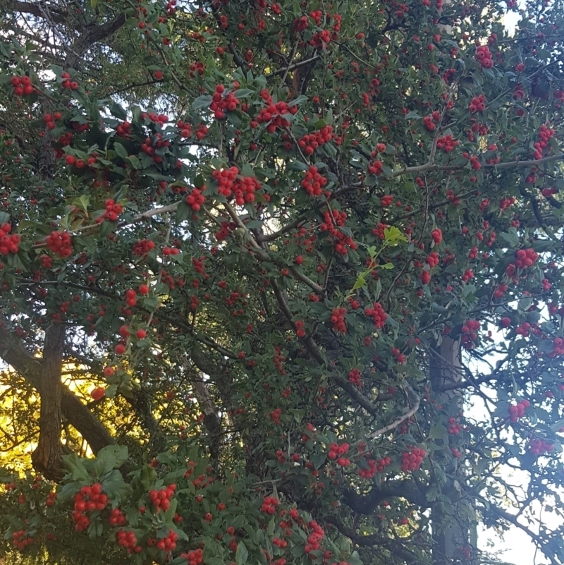 Crataegus 'Smithiana'