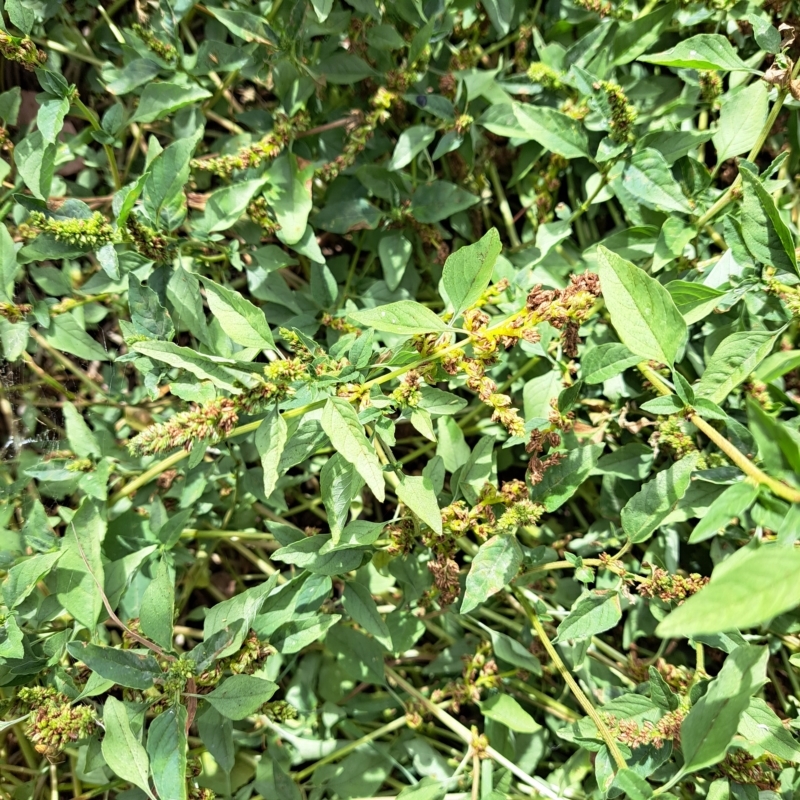 Amaranthus deflexus