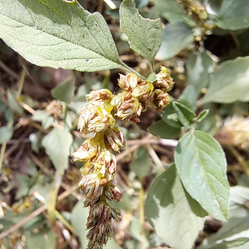 Amaranthus deflexus