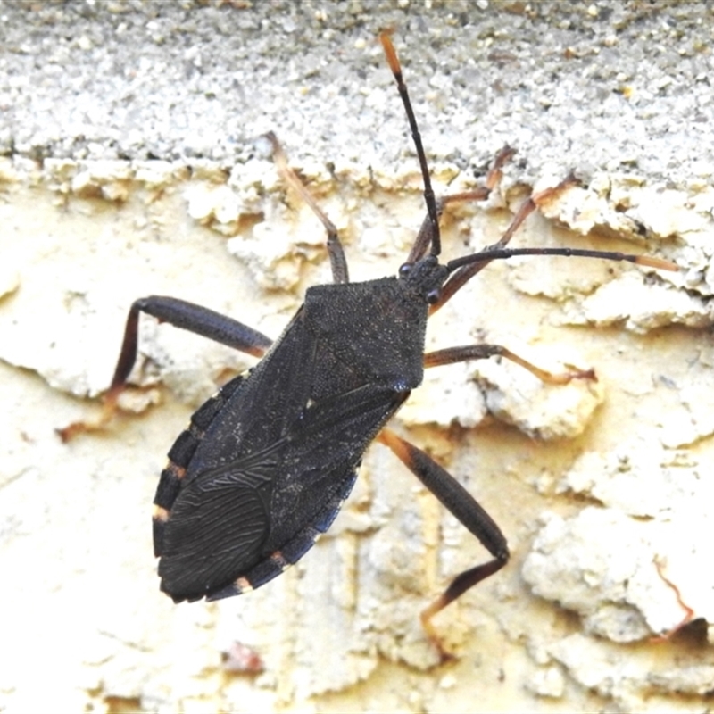 Amorbus atomarius