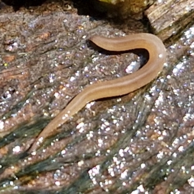 Rhynchodemus sylvaticus