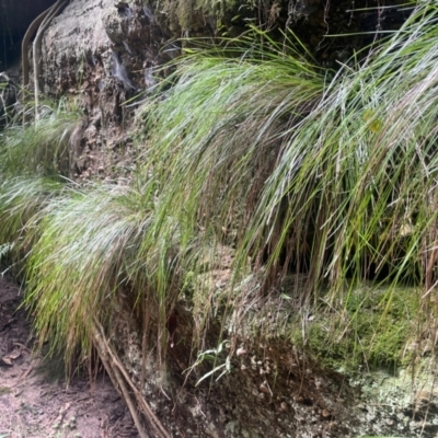 Lomandra montana