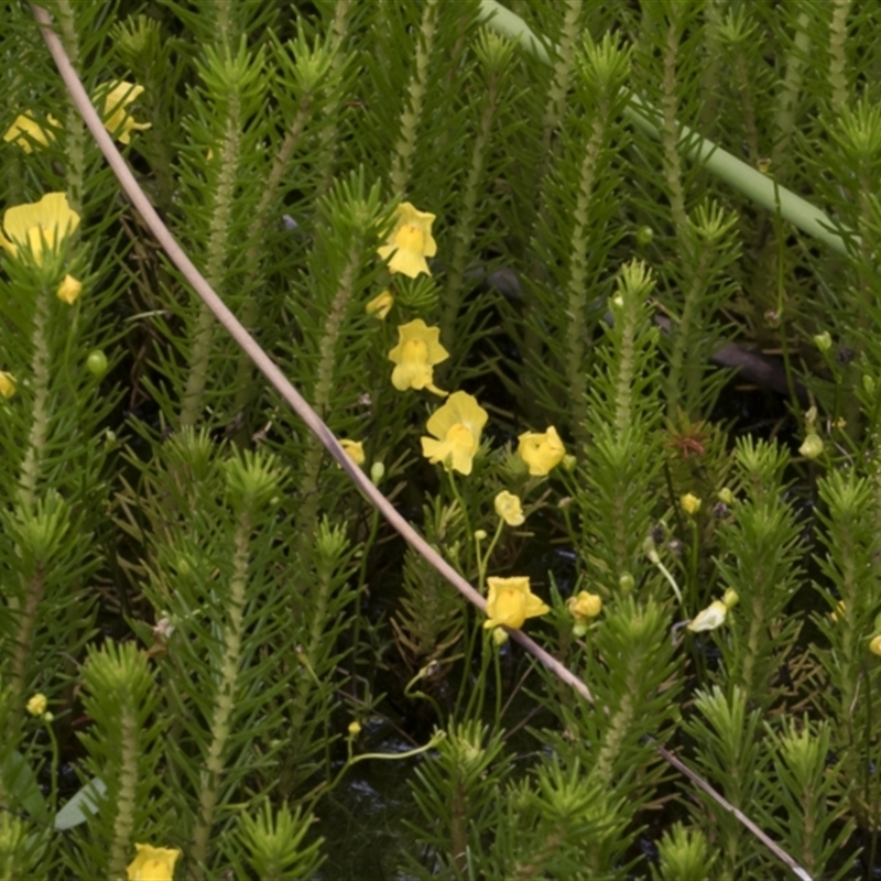 Utricularia gibba