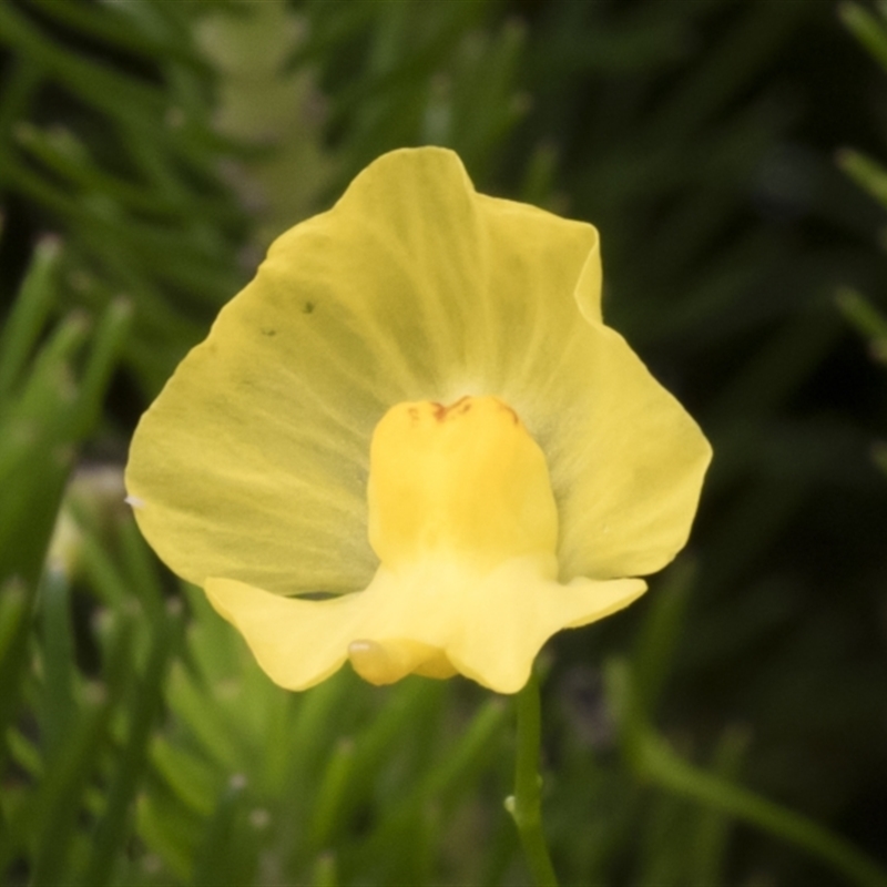 Utricularia gibba