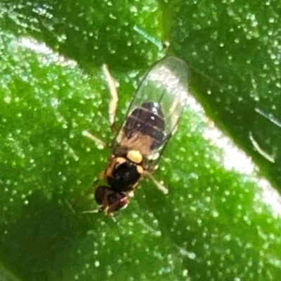 Gaurax sp. (genus)