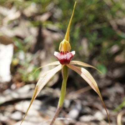 Caladenia clavigera