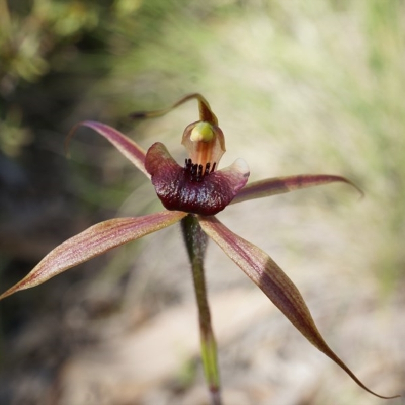 Caladenia clavigera