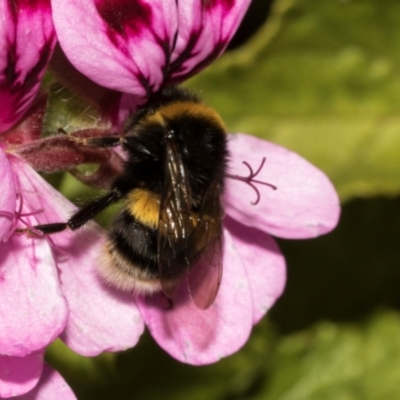 Bombus terrestris